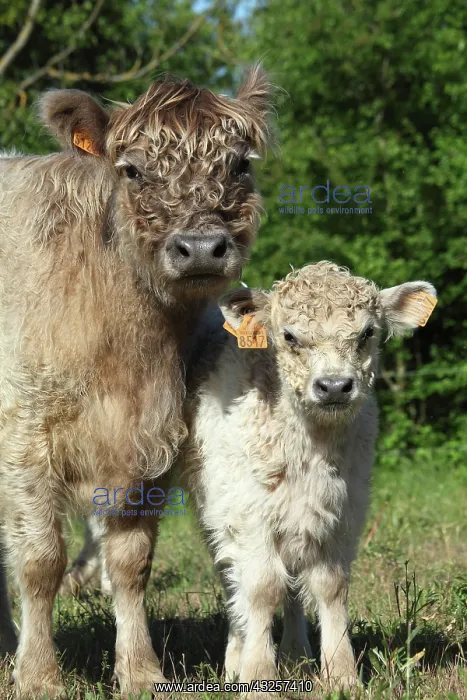 : Galloway cow and her calf in Vaucluse - France : Galloway cow and her calf in Vaucluse - France