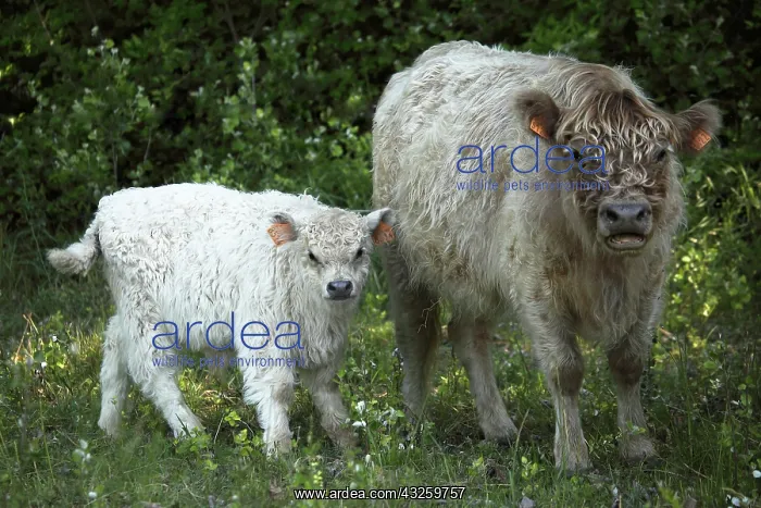 : Galloway cow and her calf in Vaucluse - France : Galloway cow and her calf in Vaucluse - France