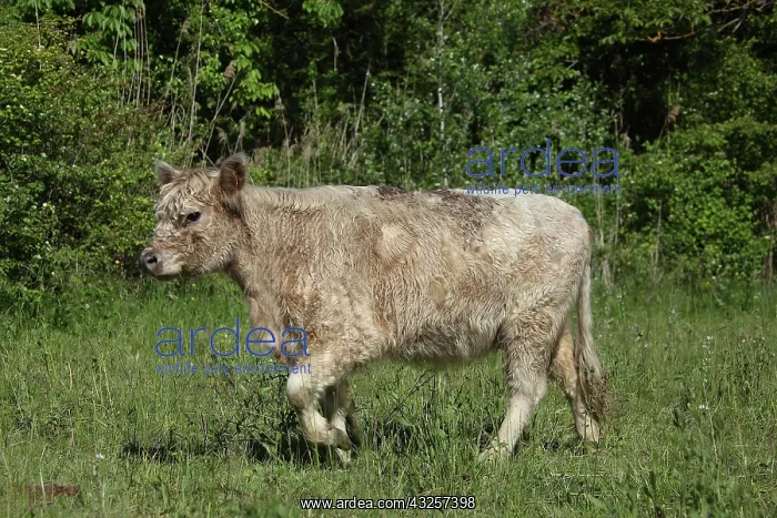 : Galloway cow in Vaucluse - France : Galloway cow in Vaucluse - France