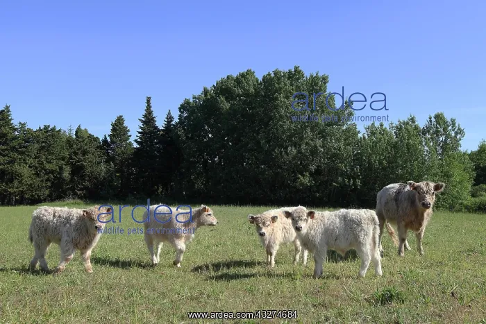 : Galloway cows and their calves in Vaucluse - France : Galloway cows and their calves in Vaucluse - France