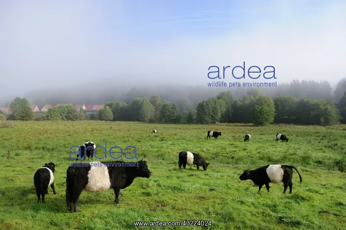 : Galloway Cows in meadow - Northern Vosges France : Galloway Cows in meadow - Northern Vosges France