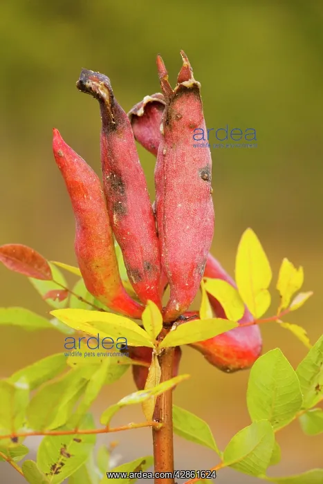 : Galls on Terebinth caused by an aphid (Baizongia : Galls on Terebinth caused by an aphid (Baizongia