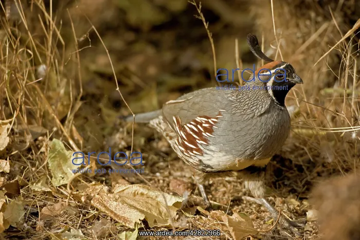 : Gambel's Quail : Gambel's Quail