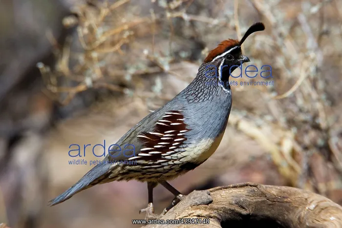 : Gambel's Quail : Gambel's Quail