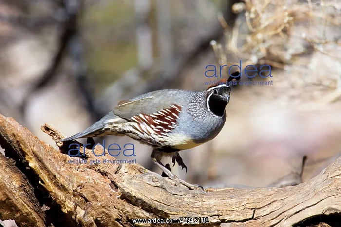 : Gambel's Quail : Gambel's Quail