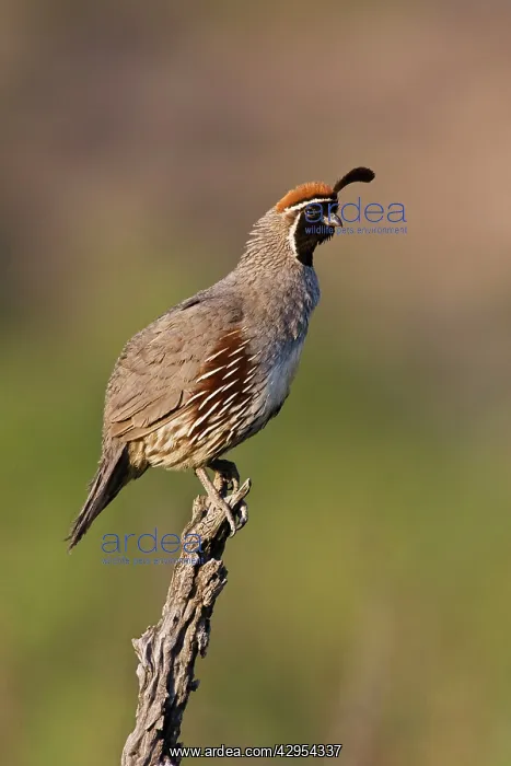 : Gambel's Quail : Gambel's Quail