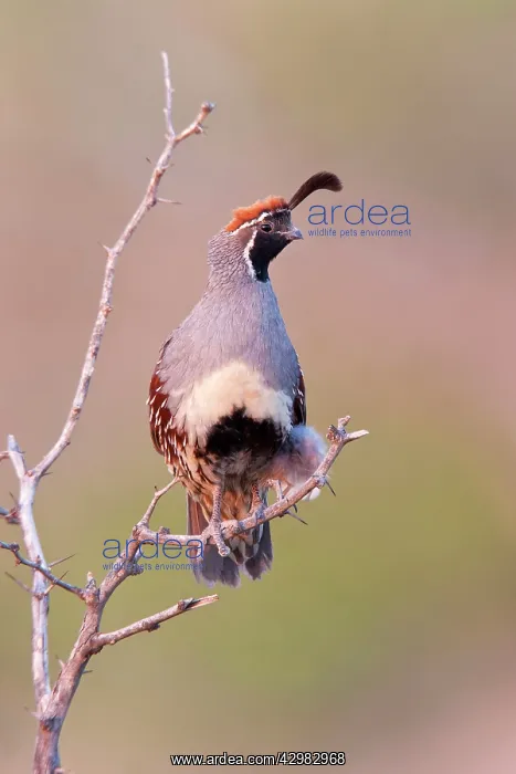 : Gambel's Quail : Gambel's Quail