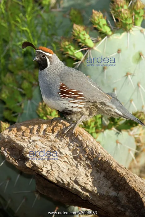 : Gambel's Quail : Gambel's Quail
