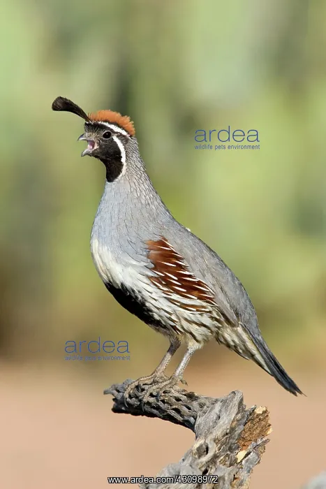 : Gambel's Quail : Gambel's Quail
