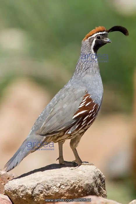 : Gambel's Quail : Gambel's Quail