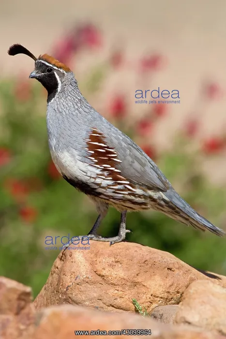 : Gambel's Quail : Gambel's Quail