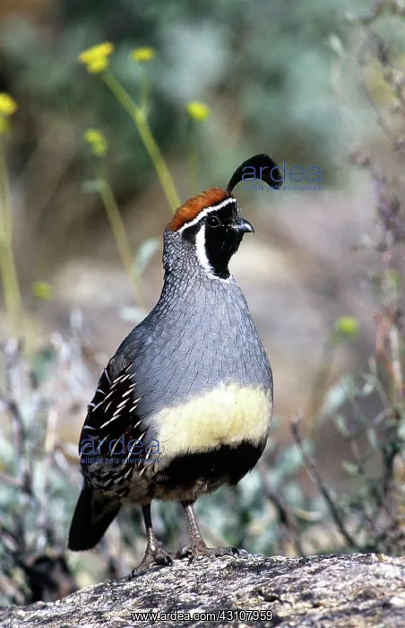 : Gambel's Quail : Gambel's Quail