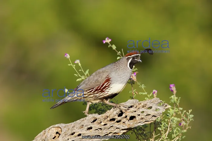 : Gambel's Quail. Adult male : Gambel's Quail. Adult male