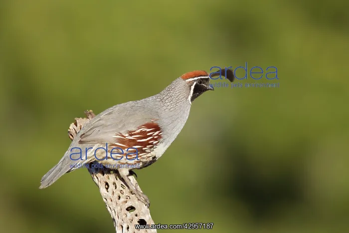 : Gambel's Quail - adult male : Gambel's Quail - adult male