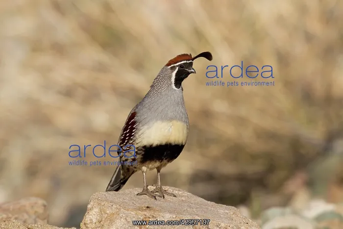 : Gambel's Quail - adult male : Gambel's Quail - adult male