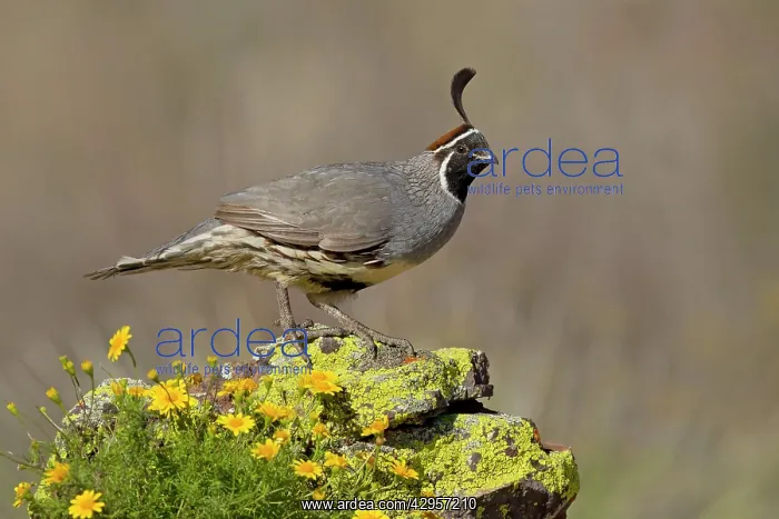 : Gambel's Quail - adult male : Gambel's Quail - adult male