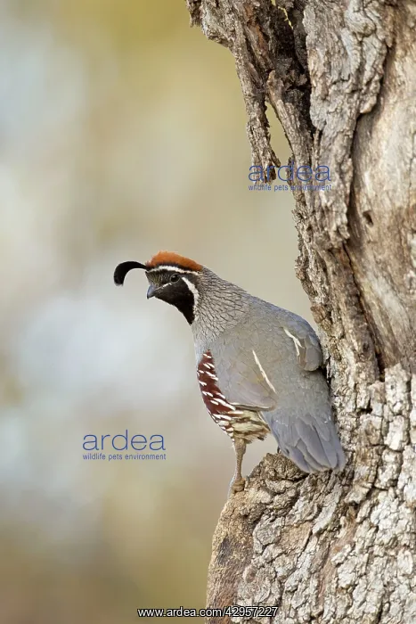 : Gambel's Quail - adult male : Gambel's Quail - adult male