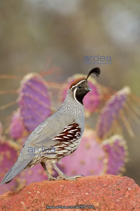 : Gambel's Quail - adult male : Gambel's Quail - adult male