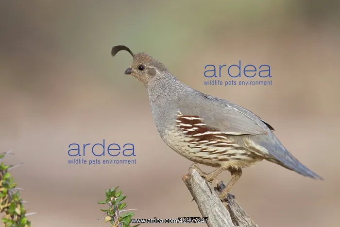 : Gambel's Quail - adult male : Gambel's Quail - adult male