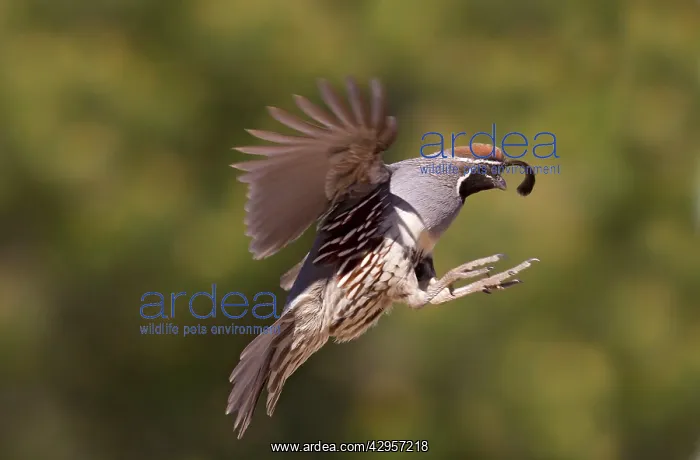 : Gambel's Quail - adult male in flight : Gambel's Quail - adult male in flight