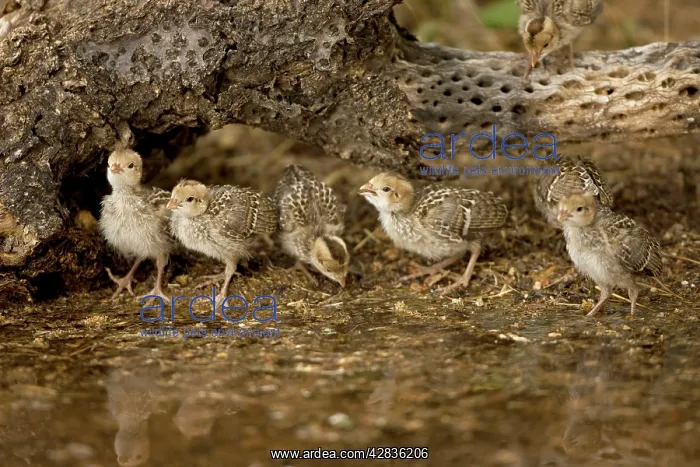 : Gambel's Quail - Babies drinking from temporary pool : Gambel's Quail - Babies drinking from temporary pool