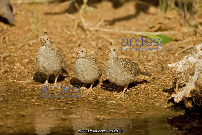 : Gambel's Quail - Babies drinking from temporary pool : Gambel's Quail - Babies drinking from temporary pool