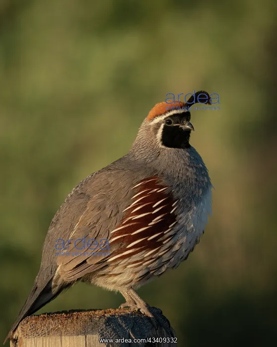 : Gambel's quail, Bosque del Apache National Wildlife : Gambel's quail, Bosque del Apache National Wildlife