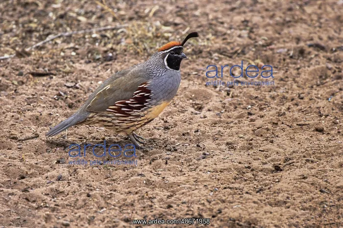 : Gambel's quail, Bosque del Apache National Wildlife Refuge : Gambel's quail, Bosque del Apache National Wildlife Refuge