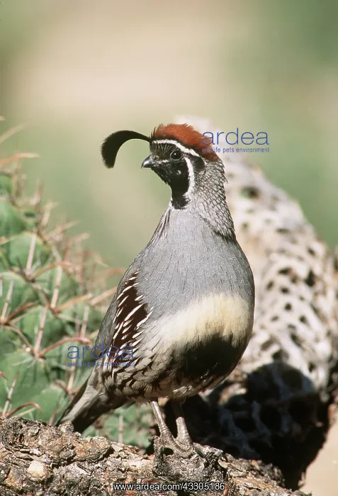  : GAMBEL'S QUAIL - on cactus