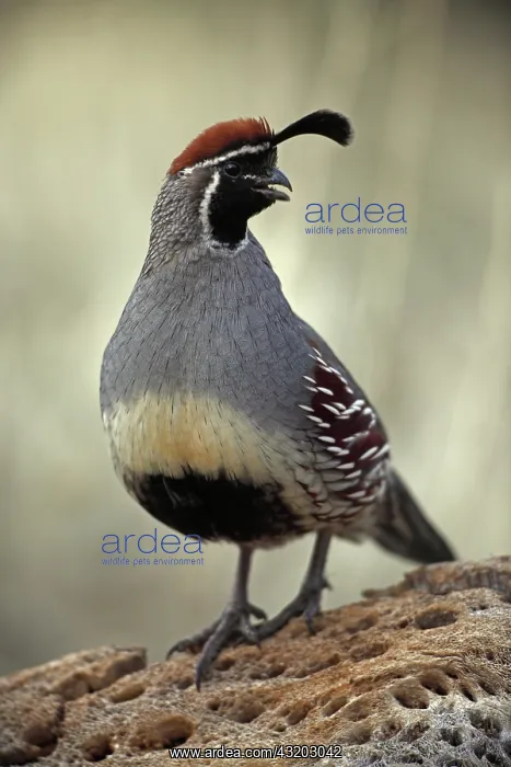 : Gambel's Quail (Callipepla gambelii) - Arizona : Gambel's Quail (Callipepla gambelii) - Arizona