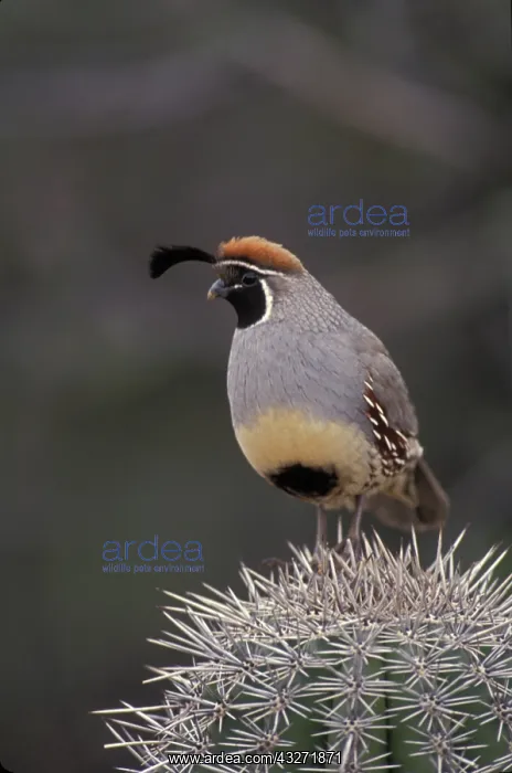 : Gambels Quail (Callipepla gambelii) - Arizona - Replaces th : Gambels Quail (Callipepla gambelii) - Arizona - Replaces th