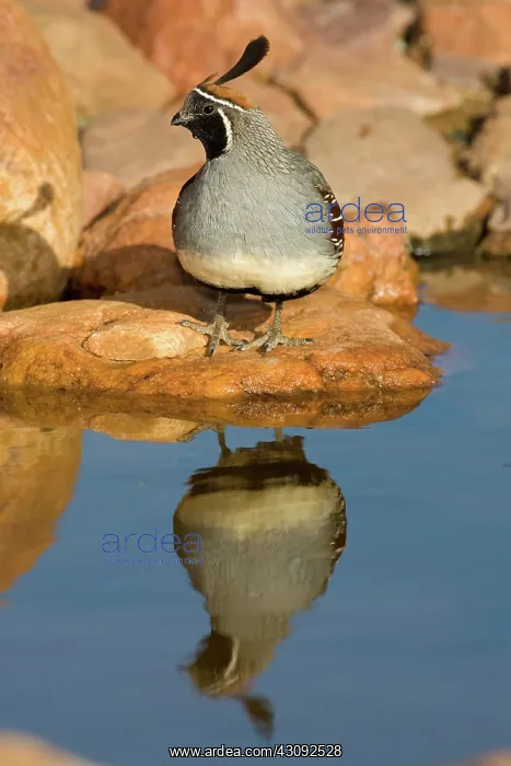 : Gambel's Quail (Callipepla gambelii) male : Gambel's Quail (Callipepla gambelii) male