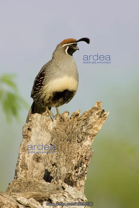 : Gambel's Quail (Callipepla gambelii) male : Gambel's Quail (Callipepla gambelii) male