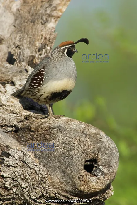 : Gambel's Quail (Callipepla gambelii) male : Gambel's Quail (Callipepla gambelii) male