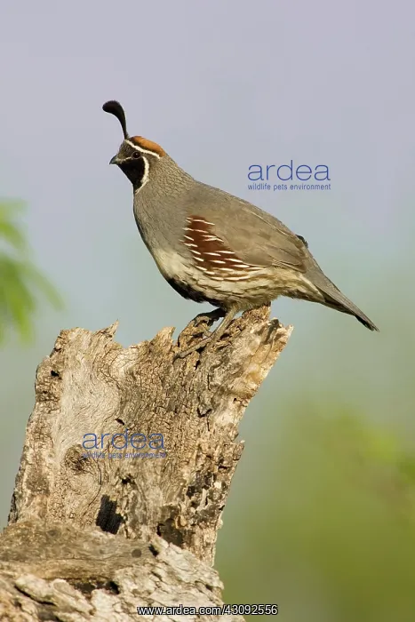 : Gambel's Quail (Callipepla gambelii) male : Gambel's Quail (Callipepla gambelii) male