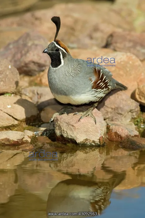 : Gambel's Quail (Callipepla gambelii) male : Gambel's Quail (Callipepla gambelii) male