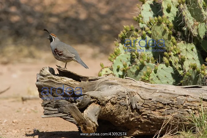 : Gambel's Quail (Callipepla gambelii) male : Gambel's Quail (Callipepla gambelii) male