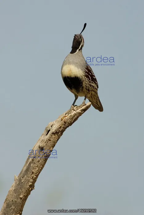 : Gambel's Quail (Callipepla gambelii) male : Gambel's Quail (Callipepla gambelii) male