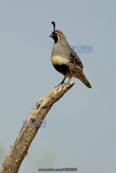 : Gambel's Quail (Callipepla gambelii) male : Gambel's Quail (Callipepla gambelii) male