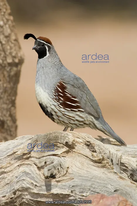 : Gambel's Quail (Callipepla gambelii) male : Gambel's Quail (Callipepla gambelii) male