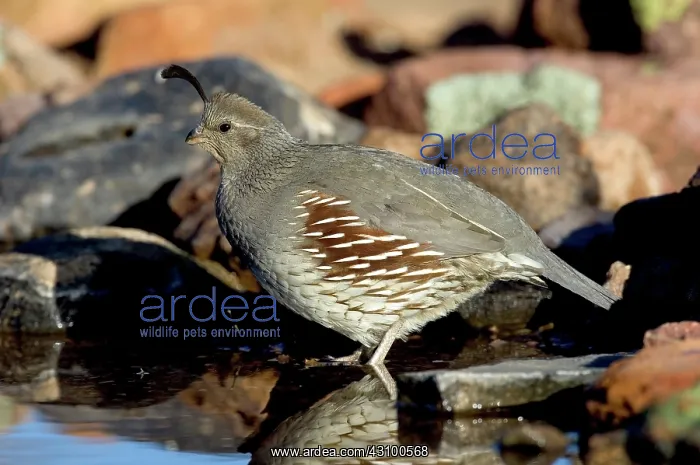 : Gambel's Quail (Callipepla gambelli) : Gambel's Quail (Callipepla gambelli)