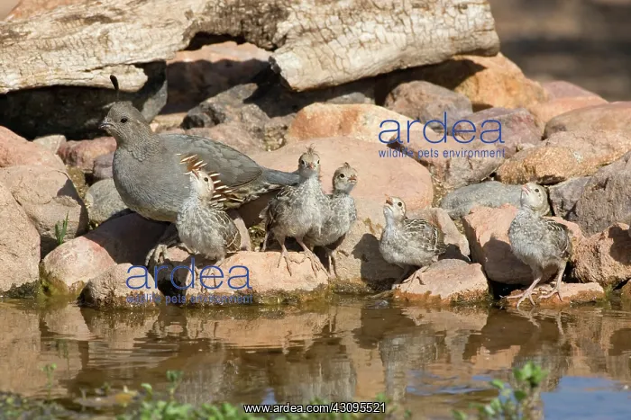 : Gambel's Quail with chicks : Gambel's Quail with chicks