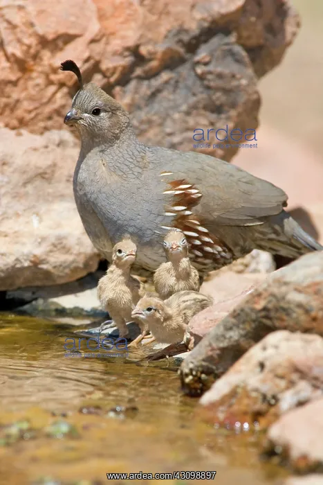 : Gambel's Quail with chicks : Gambel's Quail with chicks