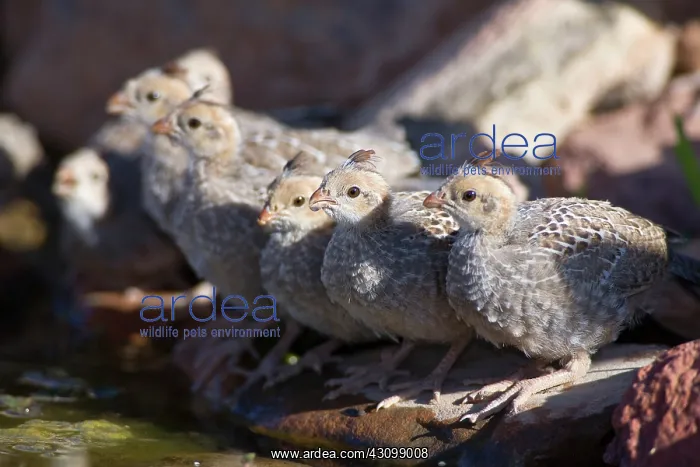 : Gambel's Quail chicks : Gambel's Quail chicks