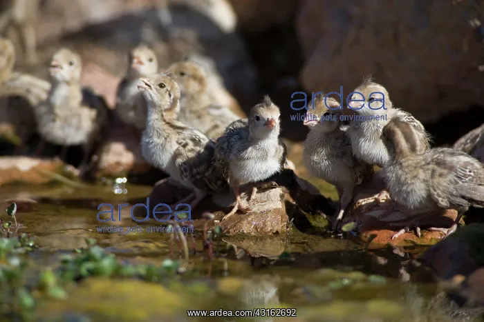 : Gambel's Quail chicks : Gambel's Quail chicks