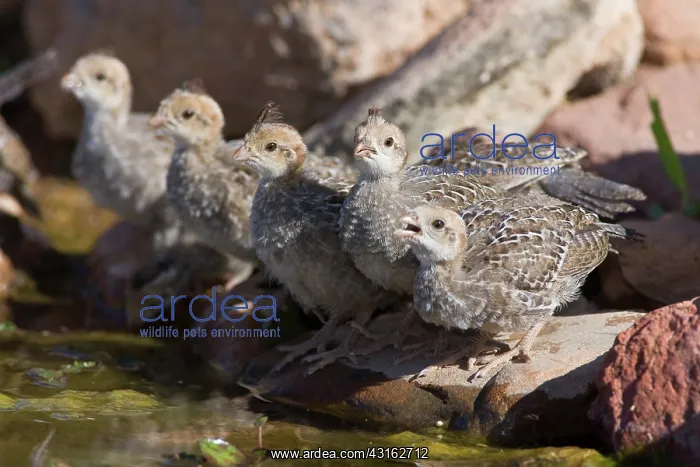 : Gambel's Quail chicks : Gambel's Quail chicks