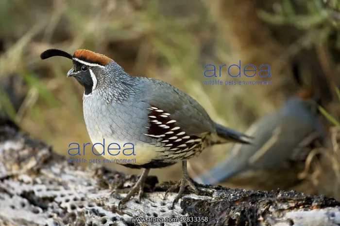 : Gambel's Quail - On cholla cactus : Gambel's Quail - On cholla cactus