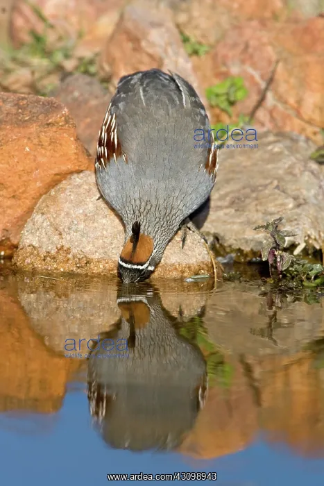 : Gambel's Quail drinking : Gambel's Quail drinking