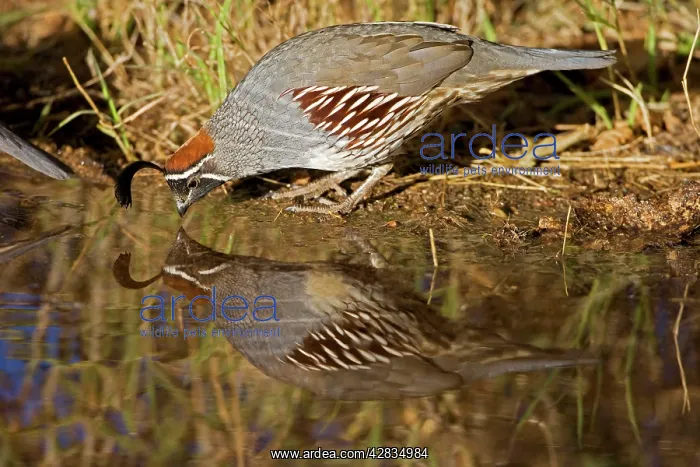 : Gambel's Quail - drinking from temporary pool : Gambel's Quail - drinking from temporary pool