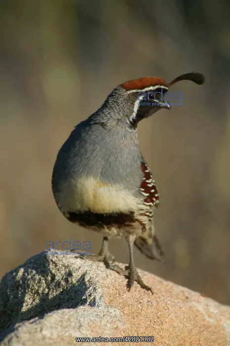 : Gambel's Quail - Male : Gambel's Quail - Male